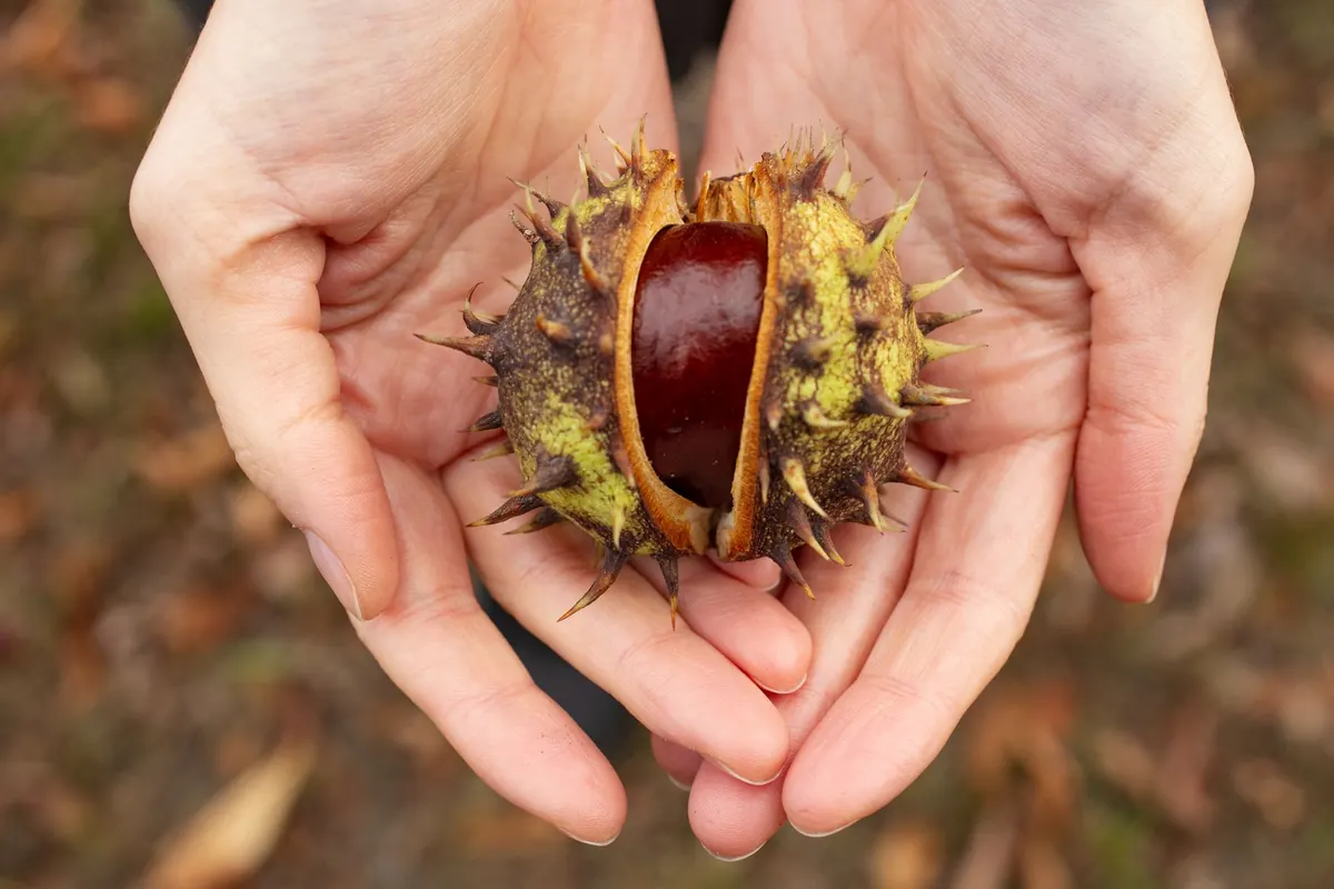 Conker Foraging Checklist: What to Bring and Where to Search