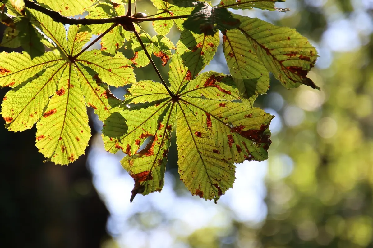 Horse Chestnut vs Sweet Chestnut vs Buckeye: A Forager's Comparison