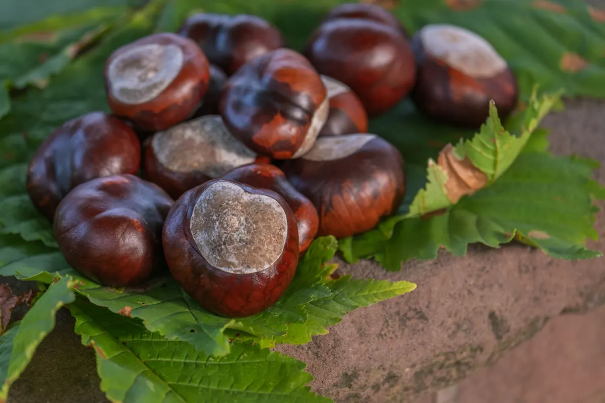 How to Identify Horse Chestnut Trees and Their Conkers