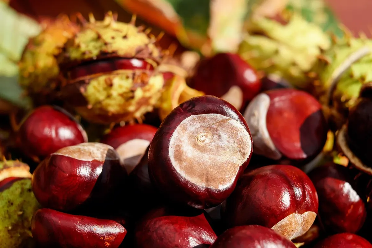 How to Play Conkers: Rules, Scoring, and Etiquette for Beginners